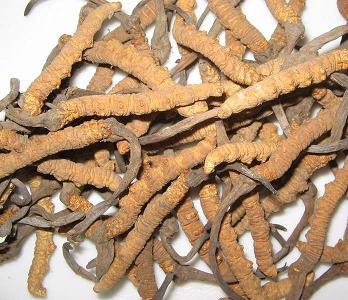 Cordyceps Sinensis Extract Powder - Herbal Extracts