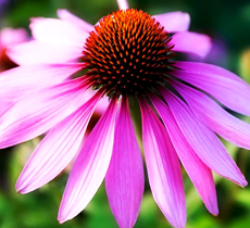 Echinacea Purpurea Extract - Herbal Extracts