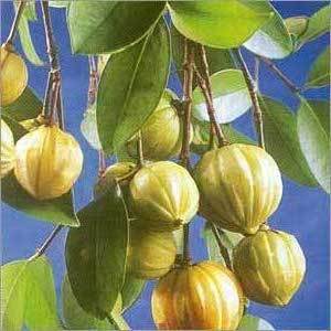 Garcinia Cambogia Extract - Herbal Extracts