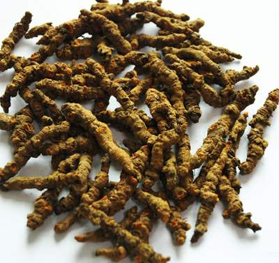 Huanglian Extract - Herbal Extracts