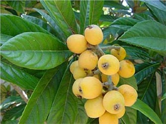 Loquat leaf Extract - Herbal Extracts