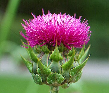 Milk Thistle Extract - Herbal Extracts