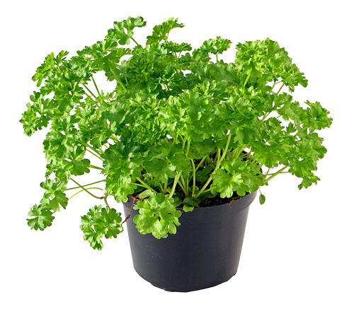 Parsley Extract - Herbal Extracts