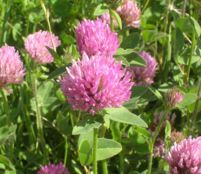 Red Clover Extract - Herbal Extracts