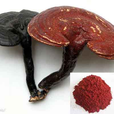 Reishi Mushroom Extract - Herbal Extracts