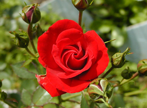 Rose Extract - Herbal Extracts