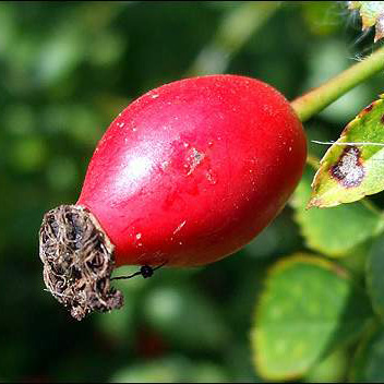 Rose Hip Powder - Herbal Extracts