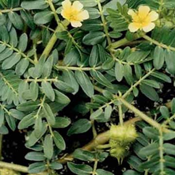 Tribulus Terrestris Extract - Herbal Extracts