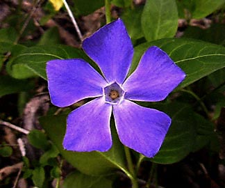 Vinpocetine Periwinkle Extract - Herbal Extracts